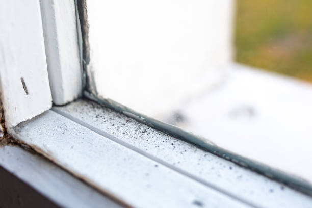 Reliable Tiltonsville, OH Mold Removal Solutions